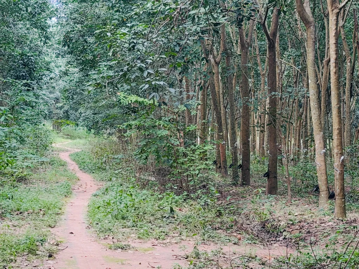 Bán đất 58m2 mặt tiền đường, view hồ Phước Hòa, Đồng Nai - Ảnh thu nhỏ 4