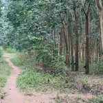 Bán đất 58m2 mặt tiền đường, view hồ Phước Hòa, Đồng Nai - Ảnh thu nhỏ 4