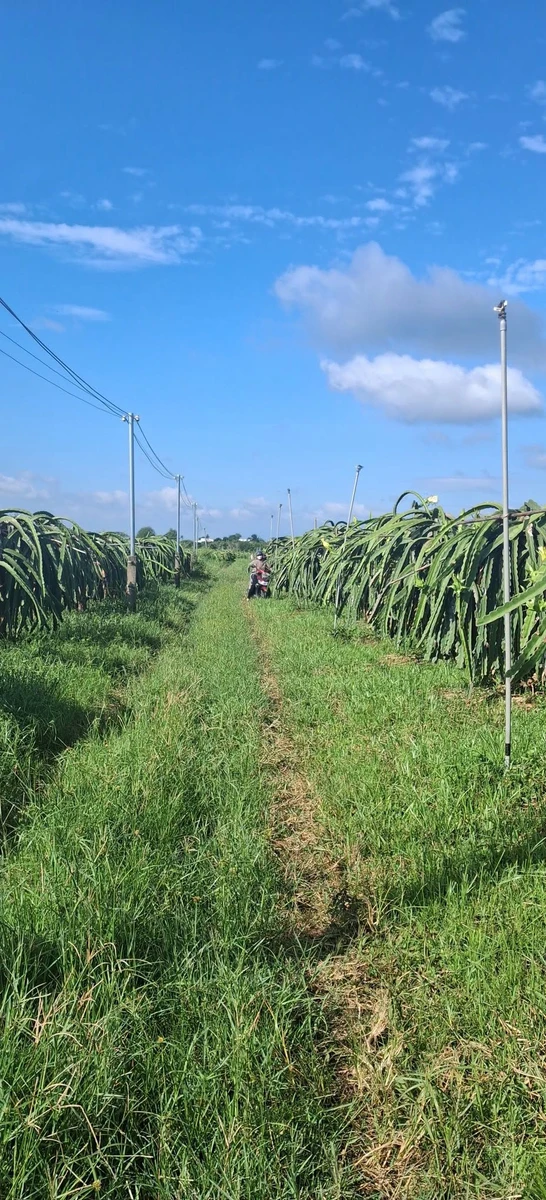 Bán 2000m² đất cây trồng Hàm Liêm 500 triệu - Ảnh 1