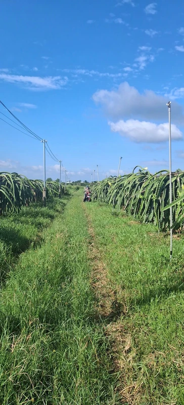 Bán 2000m² đất cây trồng Hàm Liêm 500 triệu