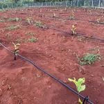 Bán lô đất nông nghiệp 4,1 ha tại Lâm Đồng - Ảnh thu nhỏ 5