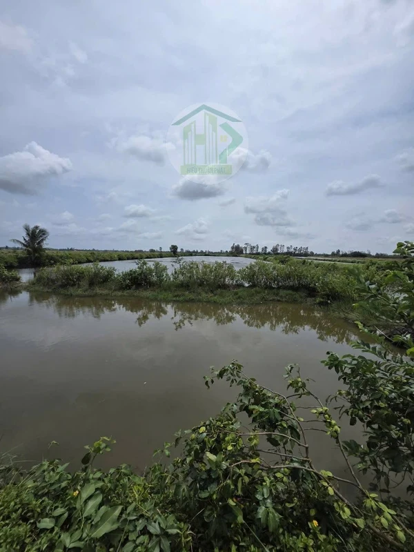 Bán đất lúa tôm 9.773 m² thị trấn Phước Long, Cà Mau