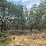 Bán 1,1 ha đất trồng Tân Hòa, Buôn Đôn, Đắk Lắk 670 triệu - Ảnh thu nhỏ 1