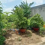 Bán lô đất hẻm Cần Giuộc Long An 80m² 1 tỷ 650 - Ảnh thu nhỏ 3