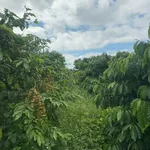 Bán đất 200m² Buôn Dốc Linh, Lâm Đồng, 3 tỷ 6 - Ảnh thu nhỏ 1