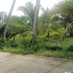 Bán đất vườn dừa 1090m² Xã Tân Thanh, Bến Tre - Ảnh thu nhỏ 2