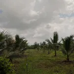 Diện tích lớn 1.4ha, có 500m2 thổ cư, đường ô tô, SHR, tại La Gi, thích hợp làm Homestay, phân lô - Ảnh thu nhỏ 11