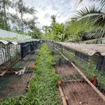 Bán trại gà Châu Hoà Vĩnh Long 1.6 tỷ 1600m2 - Ảnh thu nhỏ 2