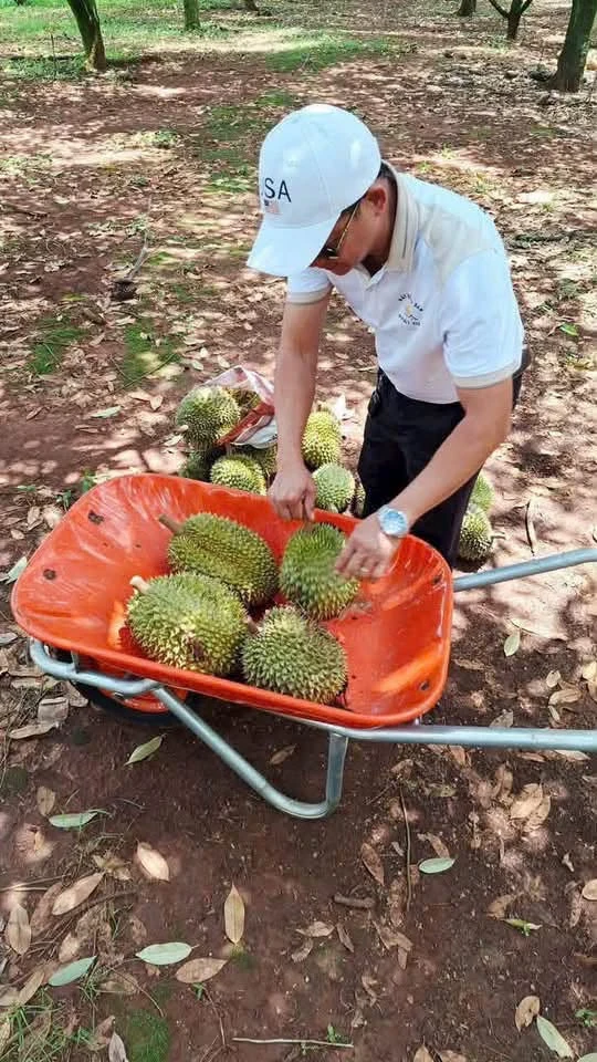 Bán 1ha đất trồng sầu riêng Ri6 Xuân Hòa Đồng Nai - Ảnh thu nhỏ 3