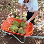 Bán 1ha đất trồng sầu riêng Ri6 Xuân Hòa Đồng Nai - Ảnh thu nhỏ 3