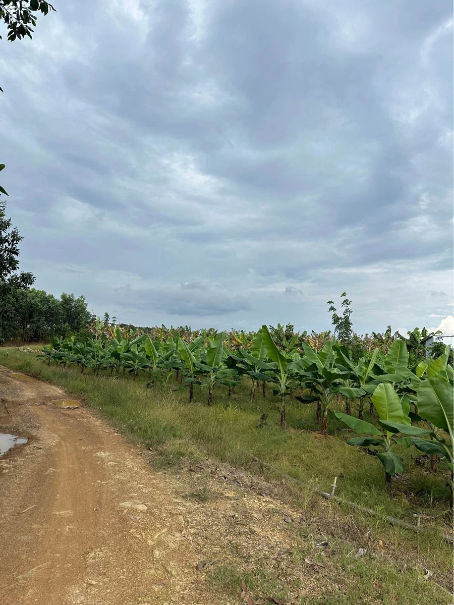Bán đất 25.000m² Phú Lý, Đồng Nai (trồng chuối, nhà vườn) - Ảnh thu nhỏ 5