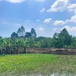 Bán nhà vườn Dầu Giây 1000m2 với vườn cây ăn trái - Ảnh thu nhỏ 2