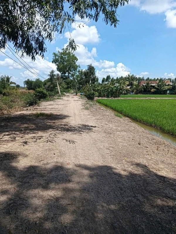 Bán 23 công đất lúa tại Thạnh Phước, Long An