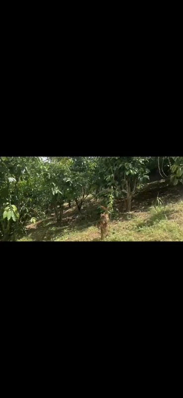 Bán 1,45ha rẫy cà phê Lâm Đồng