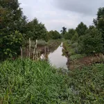 Bán vườn sầu riêng 45.260m2 đang cho trái, 2 mặt tiền tại Gò Quao, Kiên Giang - Ảnh thu nhỏ 4