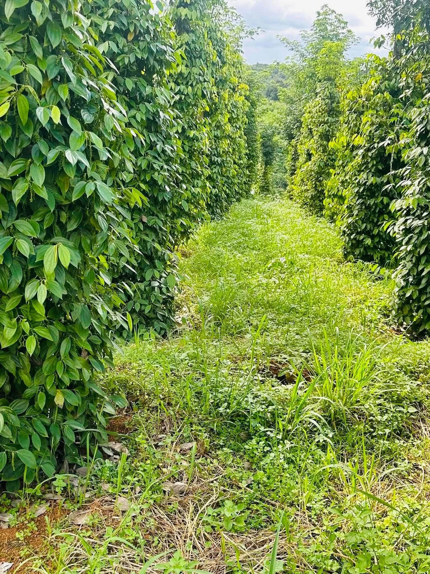 Bán 7 sào đất tiêu Đắk Nông 1.1 tỷ - Ảnh 1