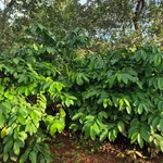 Bán 1,1ha đất đỏ cà phê, điều già, có suối tại Đức Phong - Ảnh thu nhỏ 4