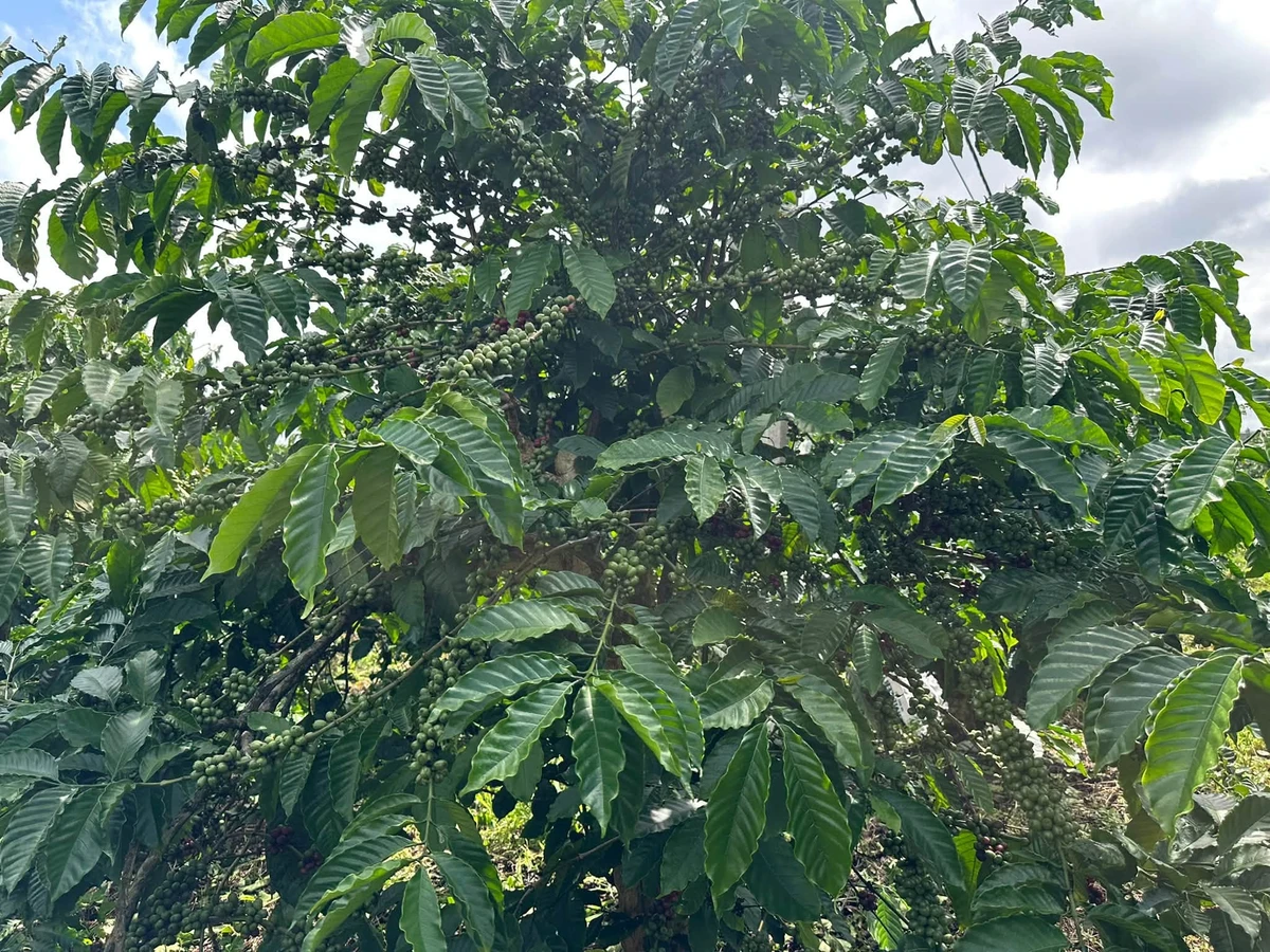 Bán đất 1,3 ha giá 2,3 tỷ tại thôn Linh Nham, Xã Mang Yang, Gia Lai - Ảnh thu nhỏ 4