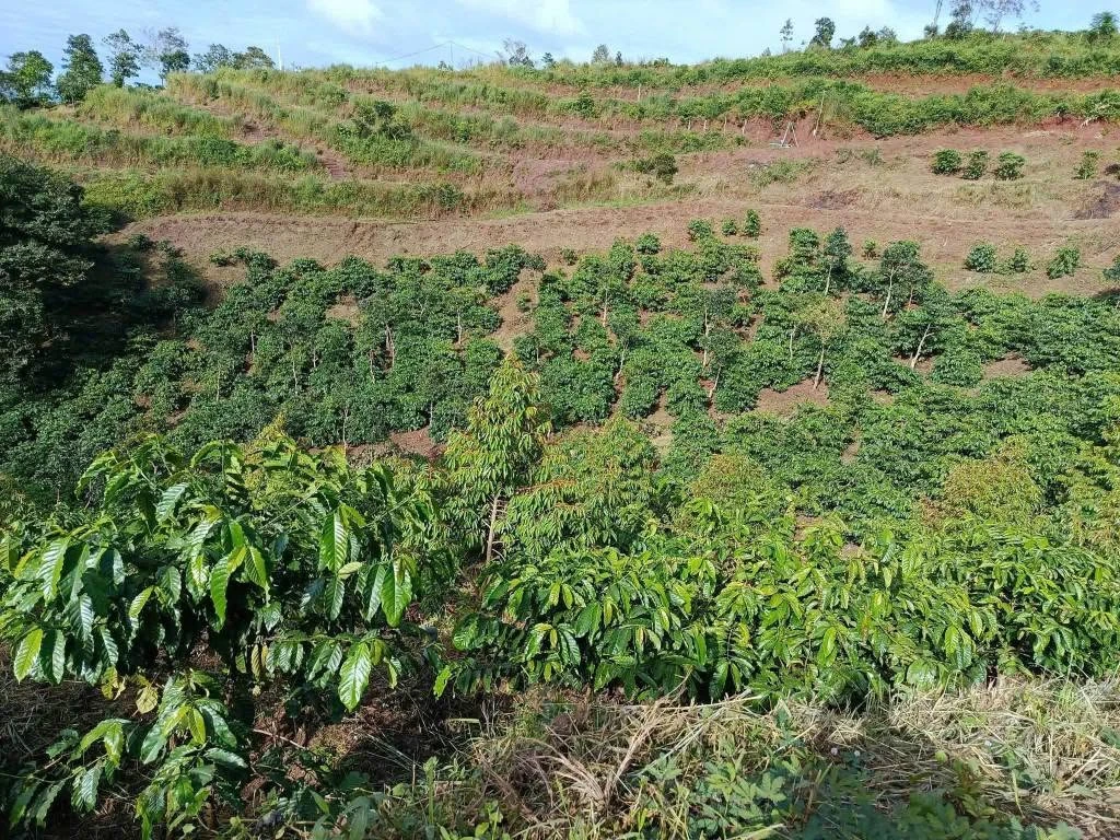 Bán đất rẫy 1,3 ha trồng cà phê, sầu riêng tại Cư Né, Krông Búk, Đắk Lắk - Ảnh 1
