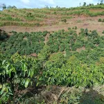 Bán đất rẫy 1,3 ha trồng cà phê, sầu riêng tại Cư Né, Krông Búk, Đắk Lắk - Ảnh thu nhỏ 1