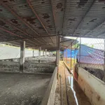 Bán vườn trái cây và trại heo 8.060m2, 5.5 tỷ đồng - Ảnh thu nhỏ 4