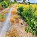 Bán đất lúa 10.000 m² (1 mẫu) ở Mỹ Lạc, Long An - Ảnh thu nhỏ 1