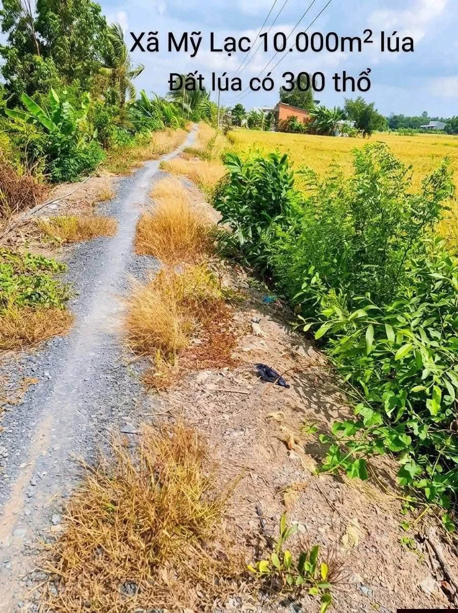 Bán đất lúa 10.000 m² (1 mẫu) ở Mỹ Lạc, Long An - Ảnh 1