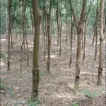 Đất cao su ~1 hecta Phú Riềng 1 tỷ - Ảnh thu nhỏ 3