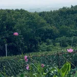 Bán đất vườn 1.000m² La Ngà, view sông núi, giá 575 triệu - Ảnh thu nhỏ 4