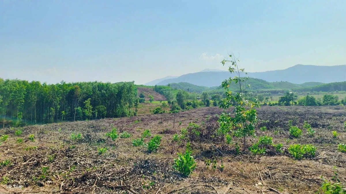 Bán lô đất farm giáp suối 4700m² Nha Trang - Ảnh thu nhỏ 2
