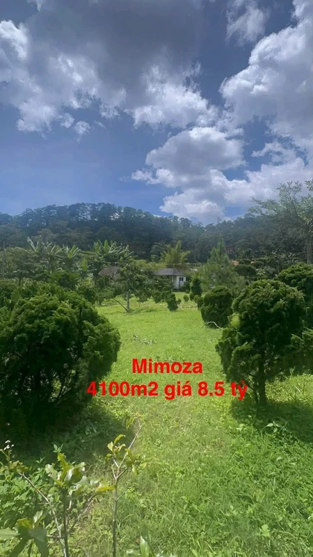 Bán gấp lô đất 4100m2 view rừng thông đường Mimoza, Đà Lạt giá 8,5 tỷ