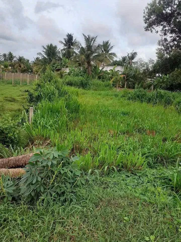 Bán đất Lương Hòa Bình Chánh 2.172m² mặt tiền 1 tỷ 8 - Ảnh thu nhỏ 3