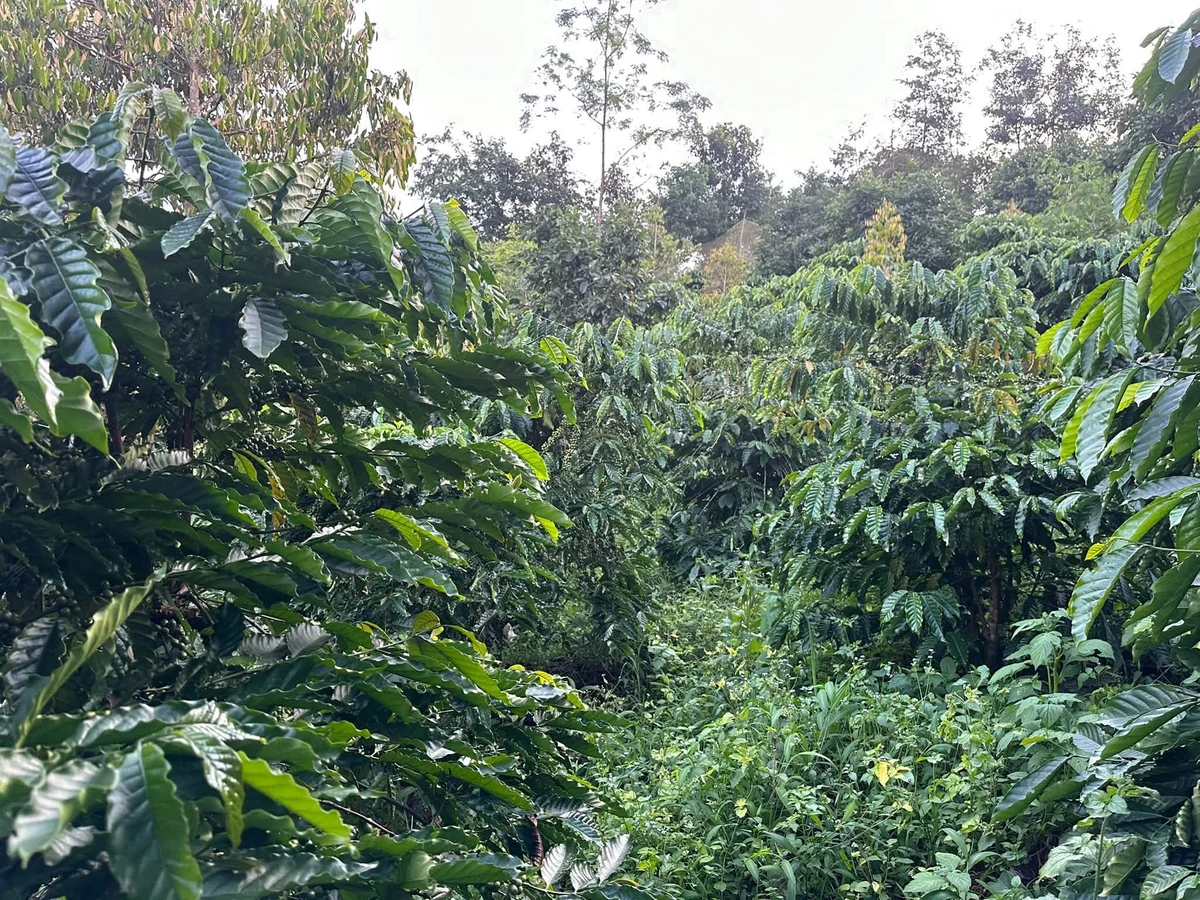 Bán đất nền 6500m² tại Bình Chánh 1 tỷ 750 triệu - Ảnh thu nhỏ 4