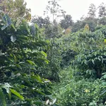 Bán đất nền 6500m² tại Bình Chánh 1 tỷ 750 triệu - Ảnh thu nhỏ 4