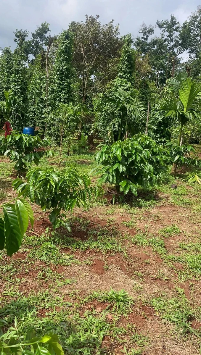 Bán rẫy 2 sào Đạt Lý Buôn Ma Thuột 1 tỷ 398 - Ảnh thu nhỏ 3