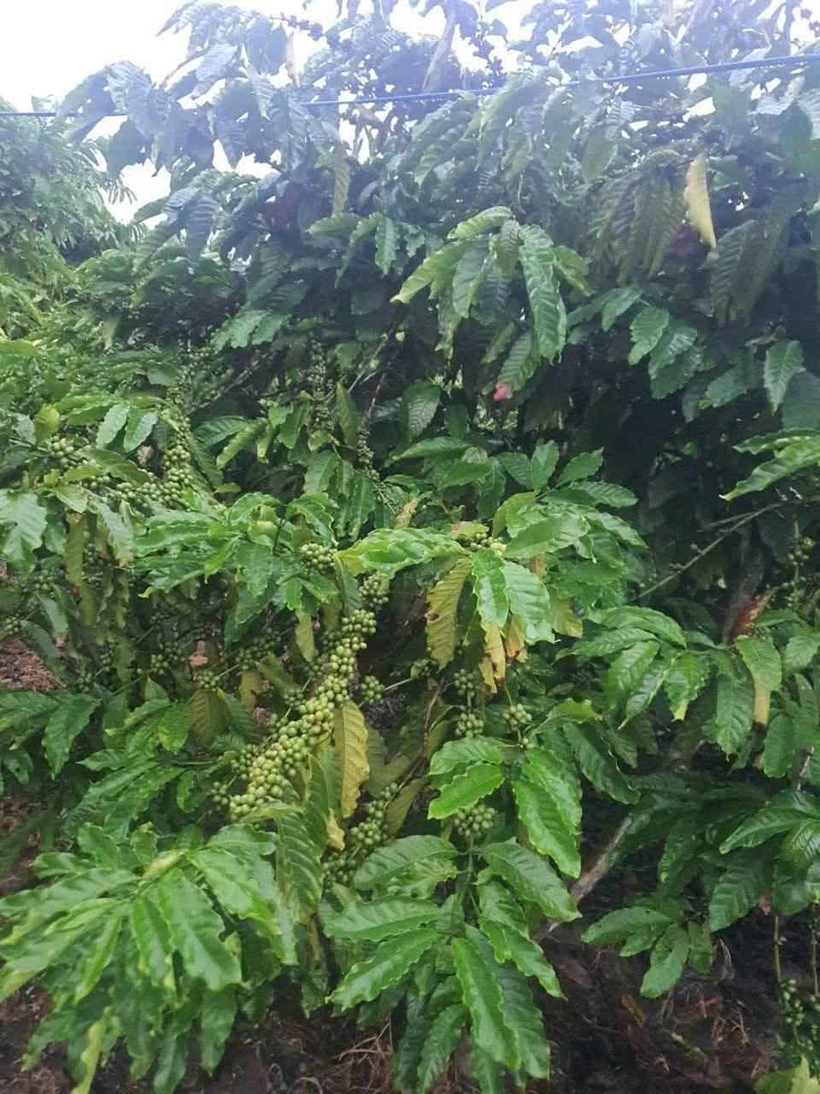 Bán 2ha đất nông nghiệp Krông Nô, Đắk Lắk, view hồ, 6 tỷ 5 - Ảnh thu nhỏ 5
