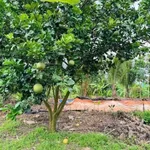 Bán đất vườn 1000m2 sổ sẵn giá 700 triệu gần KCN, cách QL13 500m, Bình Dương - Ảnh thu nhỏ 1