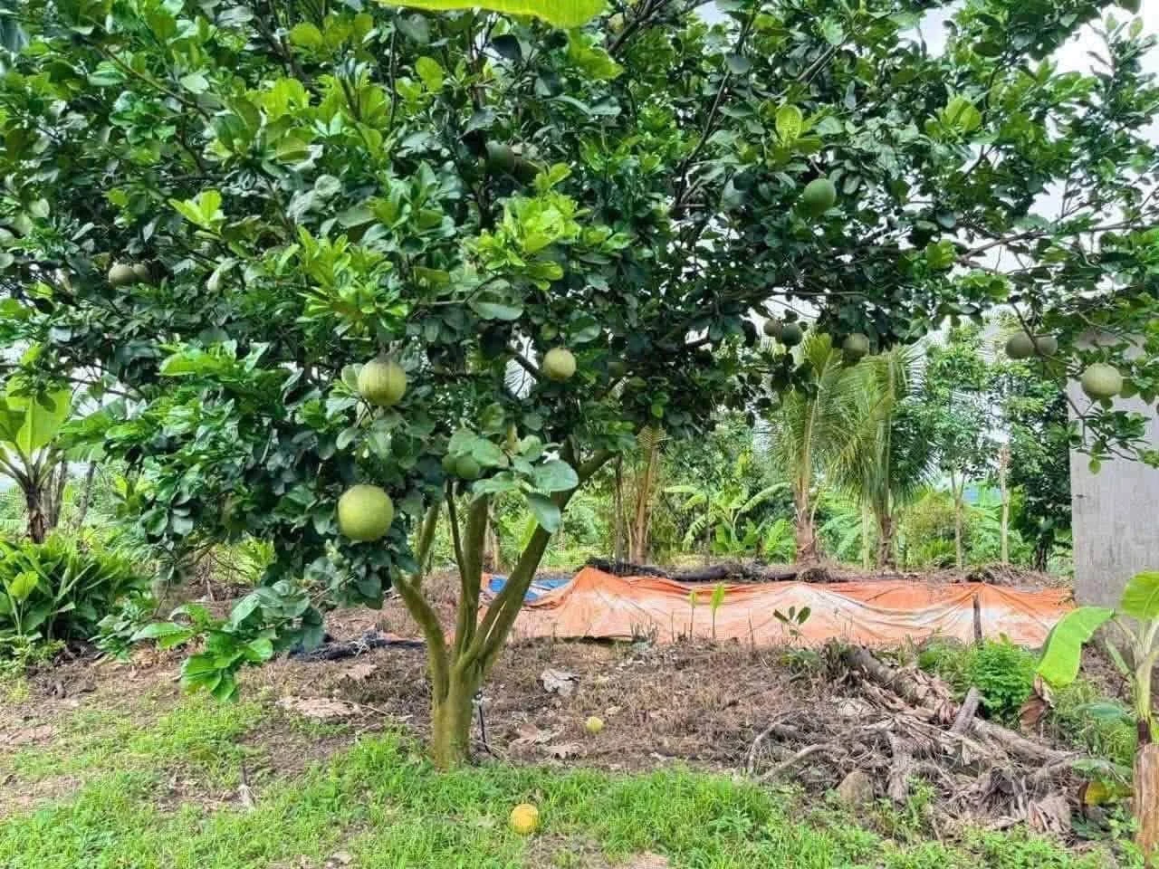 Bán đất vườn 1000m2 sổ sẵn giá 700 triệu gần KCN, cách QL13 500m, Bình Dương - Ảnh 1