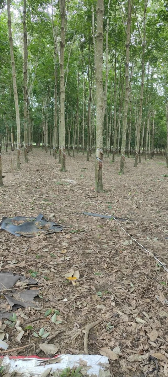 Bán 2 hectare đất cao su Nha Bích Chơn Thành tặng nhà - Ảnh 1