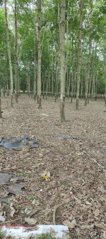 Bán 2 hectare đất cao su Nha Bích Chơn Thành tặng nhà