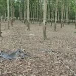 Bán 2 hectare đất cao su Nha Bích Chơn Thành tặng nhà - Ảnh thu nhỏ 1