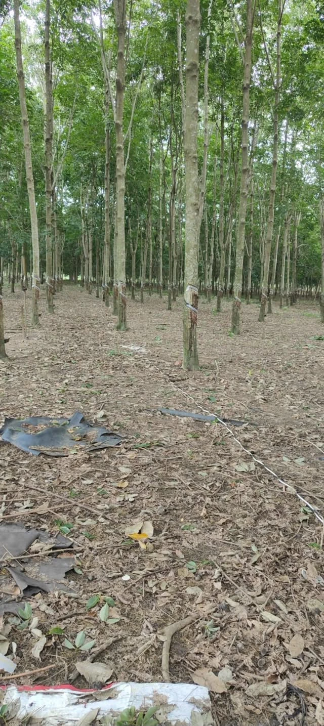 Bán 2 hectare đất cao su Nha Bích Chơn Thành tặng nhà - Ảnh 1