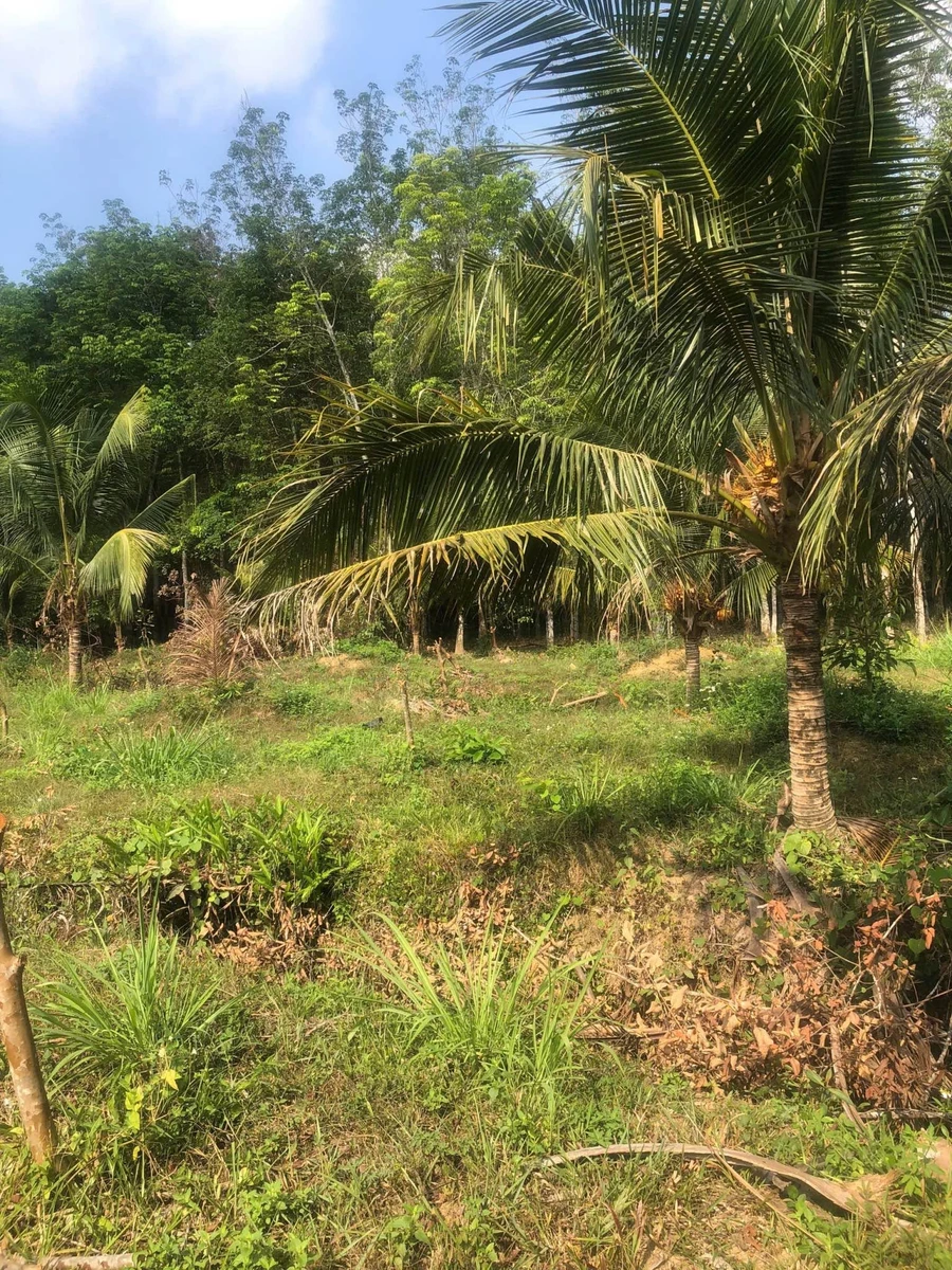 Bán 5ha đất nhà vườn Đồng Xoài, có suối, sinh thái - Ảnh thu nhỏ 5