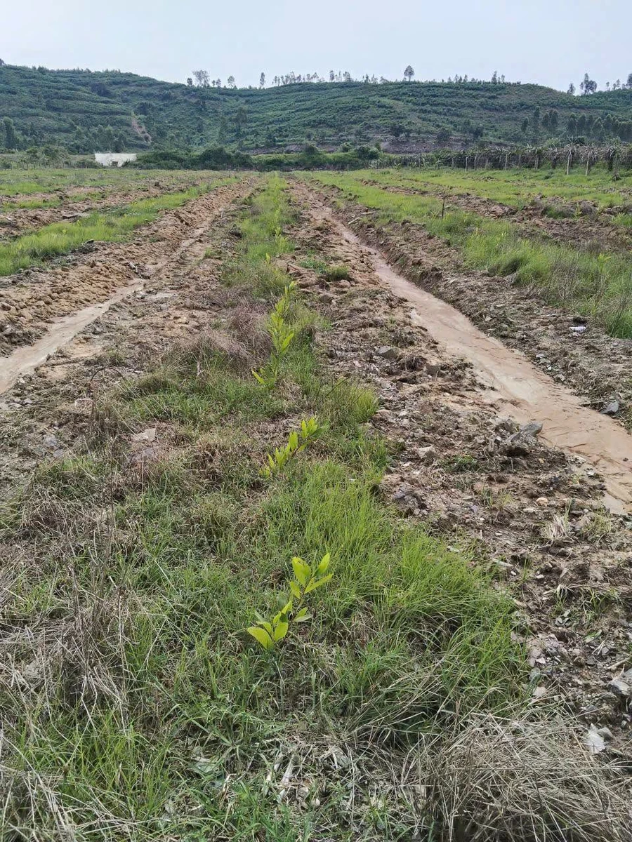 Bán đất Tân Lập Bình Thuận gần 1 ha, sổ riêng, 1 tỷ 50 - Ảnh thu nhỏ 3