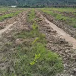 Bán đất Tân Lập Bình Thuận gần 1 ha, sổ riêng, 1 tỷ 50 - Ảnh thu nhỏ 3