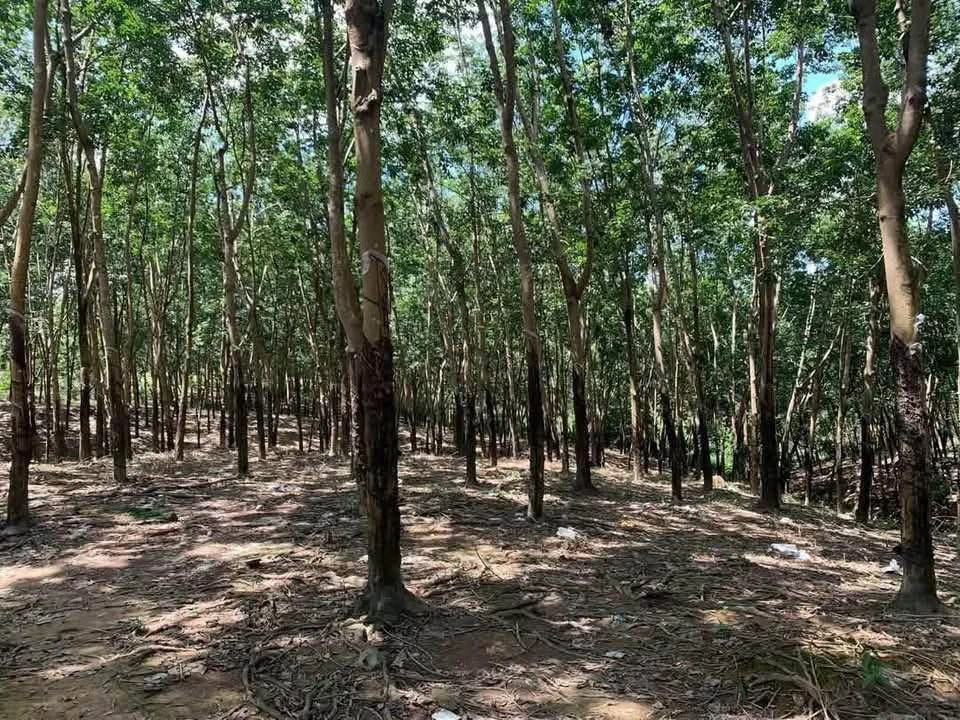 Bán 2,4ha đất vườn cao su đang thu hoạch tại Phú Trung, Đồng Nai, giá 3,5 tỷ - Ảnh thu nhỏ 2