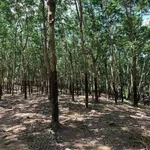 Bán 2,4ha đất vườn cao su đang thu hoạch tại Phú Trung, Đồng Nai, giá 3,5 tỷ - Ảnh thu nhỏ 2