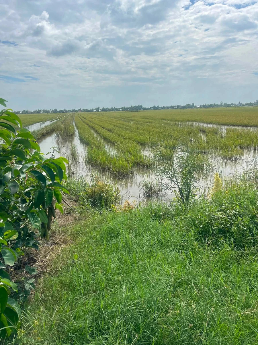Bán đất lúa 10000m2 Rạch Chát 1 An Giang 625 triệu - Ảnh thu nhỏ 3