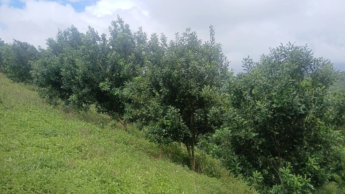 Bán đất rẫy 2,2ha Tuy Đức, Lâm Đồng, 2,5 tỷ - Ảnh thu nhỏ 4