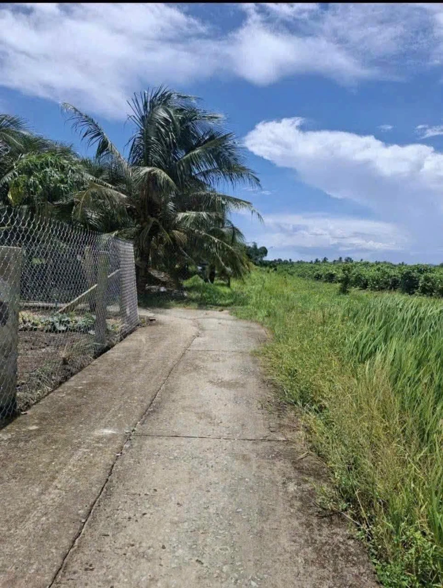 Bán đất 1000m² Lợi Bình Nhơn, Tân An, Long An - Ảnh thu nhỏ 2